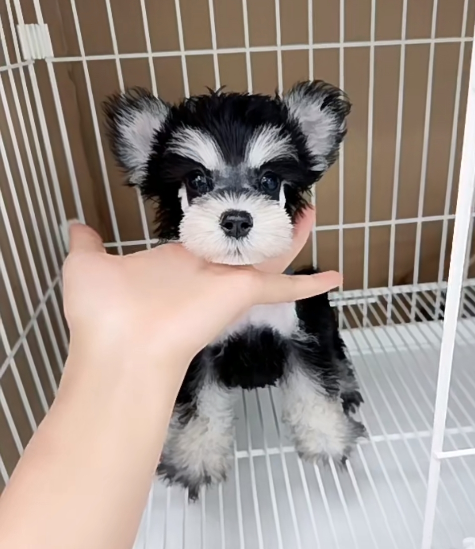 会滑滑板的聪明雪纳瑞